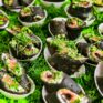 Tintenrolle mit Forelle